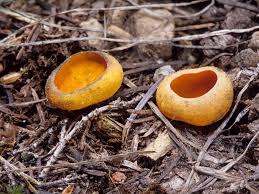 Attēlu rezultāti vaicājumam “Caloscypha fulgens”