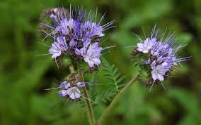 Attēlu rezultāti vaicājumam “Phacelia tanacetifolia flower”