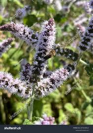 Attēlu rezultāti vaicājumam “Mentha longifolia flower”