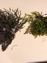 Attēlu rezultāti vaicājumam “Hedwigia ciliata sporophyte”