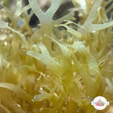 Attēlu rezultāti vaicājumam “Diachea dictyospora (syn. Craterium dictyosporum) stalked”