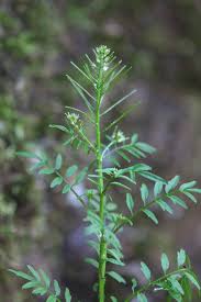 Attēlu rezultāti vaicājumam “Cardamine impatiens flower”