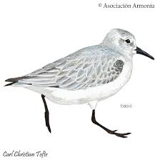 Attēlu rezultāti vaicājumam “Calidris alba”