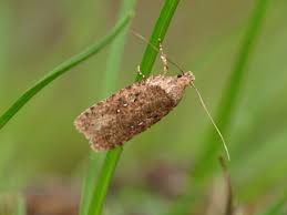 Attēlu rezultāti vaicājumam “Agonopterix heracliana”