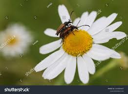 Attēlu rezultāti vaicājumam “Paracorymbia maculicornis”