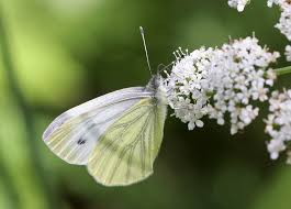 Attēlu rezultāti vaicājumam “Pieris napi”