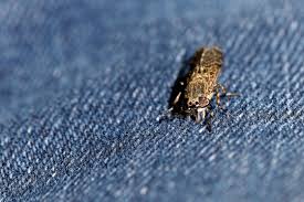 Attēlu rezultāti vaicājumam “Haematopota sp.”