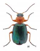 Attēlu rezultāti vaicājumam “Lebia chlorocephala”