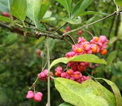 Attēlu rezultāti vaicājumam “Euonymus verrucosus fruit”