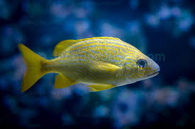 Image result for Haemulon flavolineatum