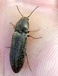 Attēlu rezultāti vaicājumam “Cidnopus aeruginosus”