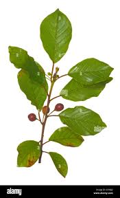 Attēlu rezultāti vaicājumam “Frangula alnus leaf”