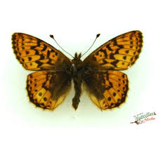 Attēlu rezultāti vaicājumam “Boloria aquilonaris”