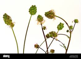 Attēlu rezultāti vaicājumam “Poterium sanguisorba flower”