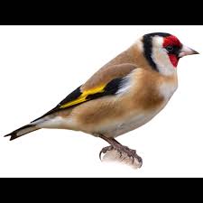 Image result for Carduelis citrinella
