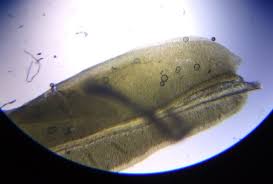 Attēlu rezultāti vaicājumam “Fissidens adianthoides”