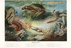 Attēlu rezultāti vaicājumam “Annelides”