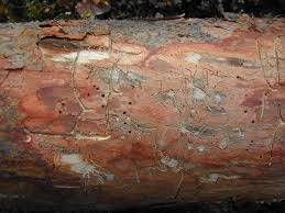 Attēlu rezultāti vaicājumam “Tomicus minor”