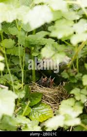 Attēlu rezultāti vaicājumam “Sylvia borin nest”