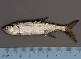 Image result for Megalops atlanticus