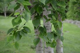 Attēlu rezultāti vaicājumam “Betula humilis leaf”