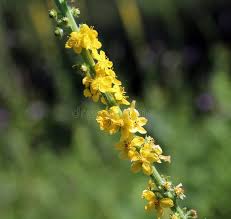 Attēlu rezultāti vaicājumam “Agrimonia pilosa flower”