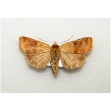 Attēlu rezultāti vaicājumam “Macaria notata”