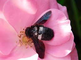 Image result for pheega