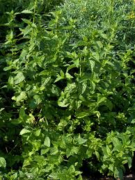 Image result for Pfefferminze