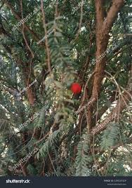 Attēlu rezultāti vaicājumam “Taxus wallichiana”