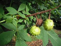 Attēlu rezultāti vaicājumam “Aesculus hippocastanum fruit”