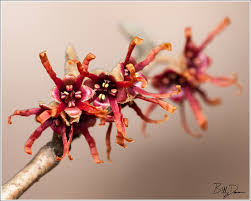 Attēlu rezultāti vaicājumam “Hamamelis vernalis flower”