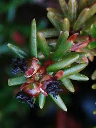 Attēlu rezultāti vaicājumam “Empetraceae”