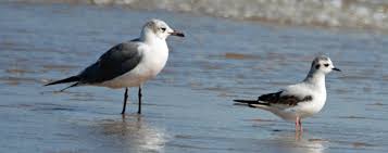 Attēlu rezultāti vaicājumam “Larus minutus”