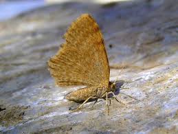 Attēlu rezultāti vaicājumam “Hydrelia flammeolaria”