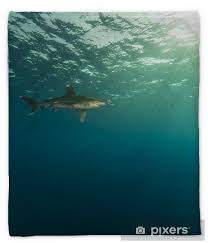 Image result for Carcharhinus longimanus