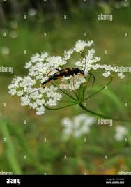 Attēlu rezultāti vaicājumam “Strangalia attenuata”