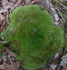 Attēlu rezultāti vaicājumam “Leucobryum glaucum”