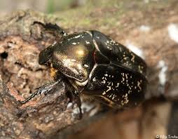 Attēlu rezultāti vaicājumam “Liocola lugubris”