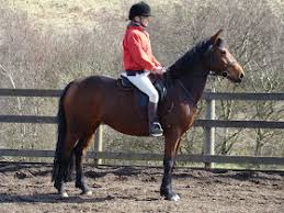 Image result for Ayr Riding Club