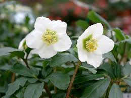 Image result for Christrose