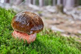 Attēlu rezultāti vaicājumam “Sutorius luridiformis”