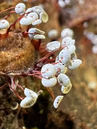 Attēlu rezultāti vaicājumam “Enerthenema papillatum stalked”