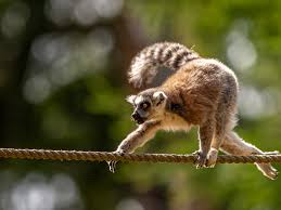 lemur ile ilgili görsel sonucu