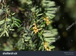 Attēlu rezultāti vaicājumam “Taxus baccata bud”