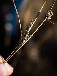 Attēlu rezultāti vaicājumam “Carex lasiocarpa female flower”