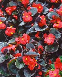 Image result for Begonia cucullata var. Hookeri