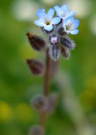 Attēlu rezultāti vaicājumam “Myosotis stricta flower”