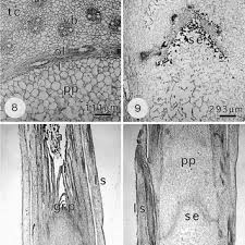Attēlu rezultāti vaicājumam “Geocrypta galii larva”