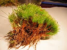 Attēlu rezultāti vaicājumam “Dicranum scoparium”